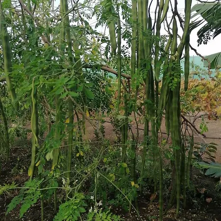 Vinas Casa de Férias *