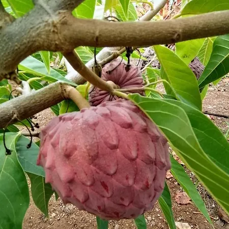 בית נופש Vinas *