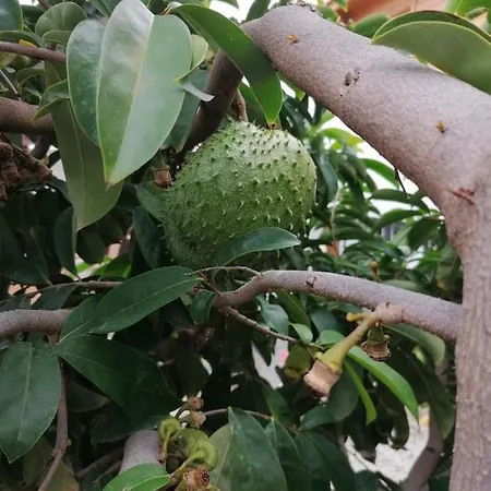 Vinas Icod De Los Vinos