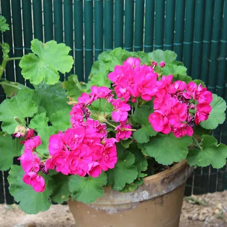 Vinas איקוד דה לוס וינוס