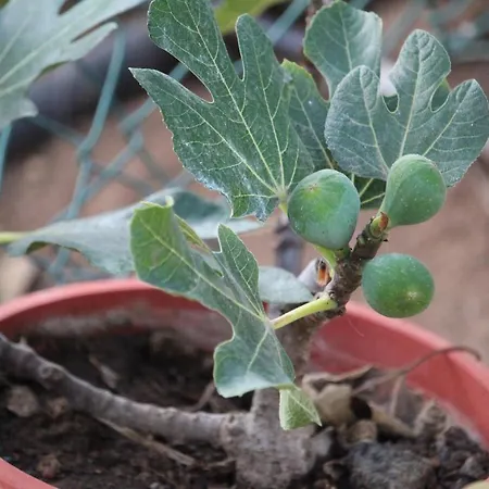 Casa de Férias Vinas