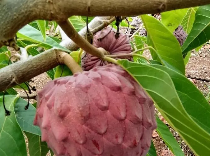 Σπίτι διακοπών Vinas *