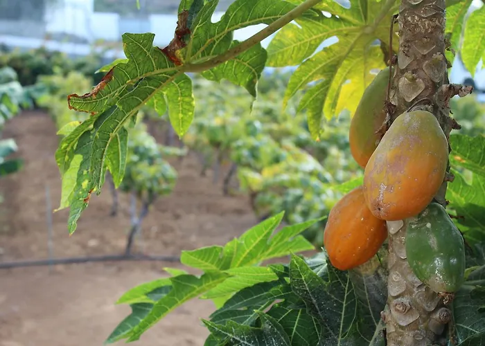 Vinas Σπίτι διακοπών Icod De Los Vinos