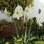 Vinas 伊科德·德·洛斯·维诺斯