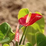 Vinas