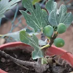 度假居 Vinas