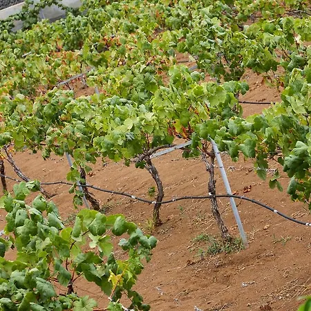 Vinas Holiday home *