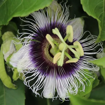 Vinas Holiday home *