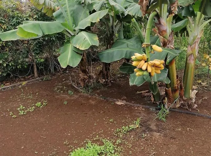 度假居 Vinas 伊科德·德·洛斯·维诺斯