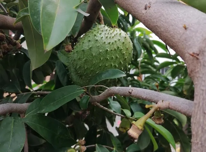 Vinas 伊科德·德·洛斯·维诺斯