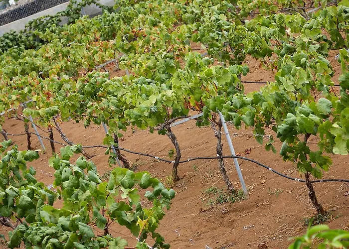 Vinas بيت للعطل *