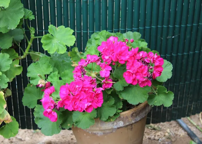 Vinas إيكود ذي لوس فينوس