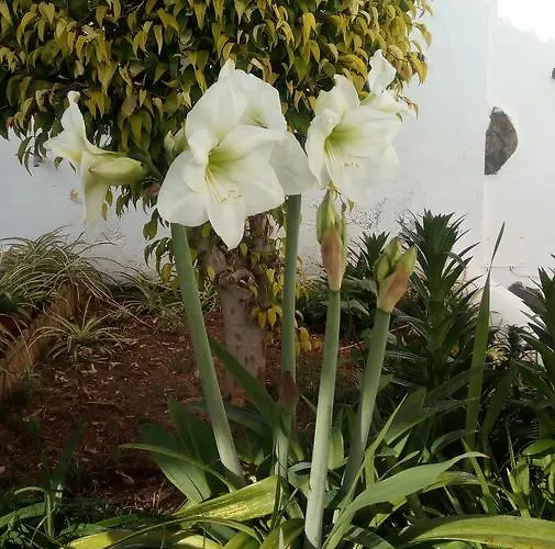 Vinas إيكود ذي لوس فينوس