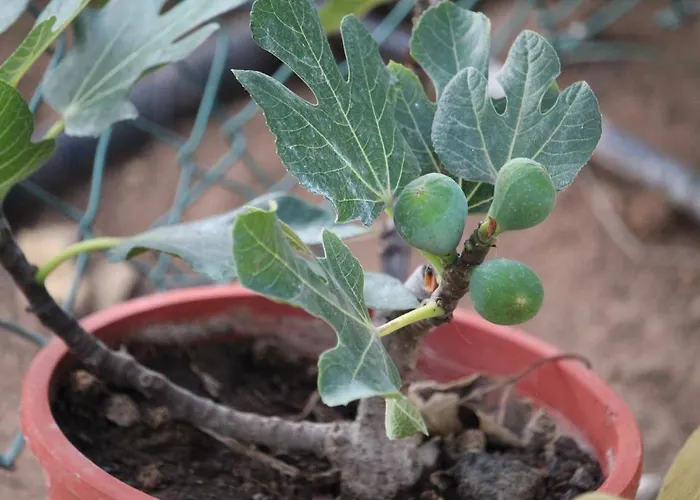 بيت للعطل Vinas