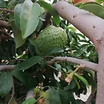 Vinas Icod De Los Vinos